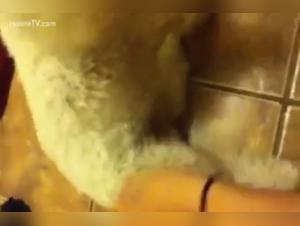 Slut Rides Dog to Wet Orgasm