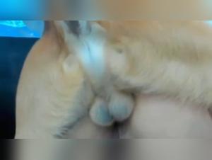 Baise chien - Femme sauvage