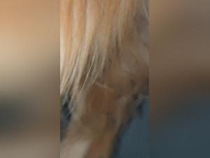 Sluts Getting Handjobs From Dogs