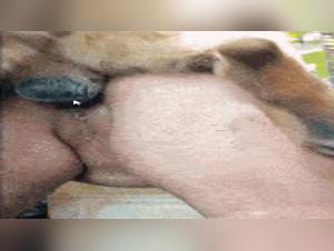 Analina: Hund Banker Jente i Naturen