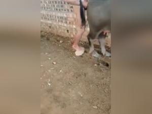 Buffalo Fucking Hardcore