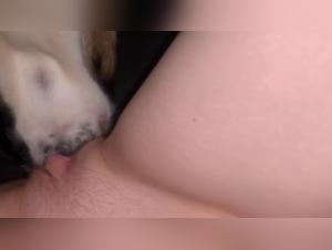 Hund zerfuckt Schlampe