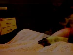 Chat défonce la meuf