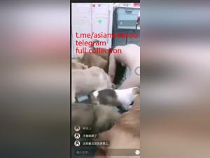 asiatische herrschaft, hund, amateur