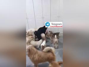 Chinese Dog Sex Collection Vol.2