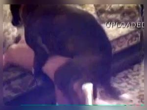 Milly Baise Chien Sofa Sexe Intense