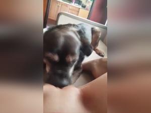 Meuf léchée chien fougueux