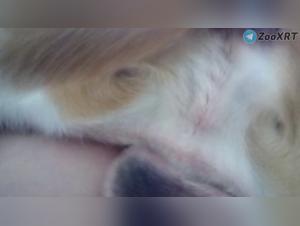 Slut Dog Fuck - Extreme XXX