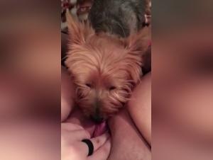 sessualita canina proibita
