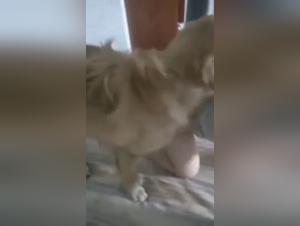 Chinese Salope et son Chien : Partie 1 - XXX