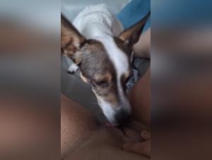 Baise Chien: Lick Sensuel