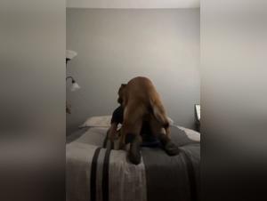 mon k9 sauvage et son 7 pouces à l'intérieur