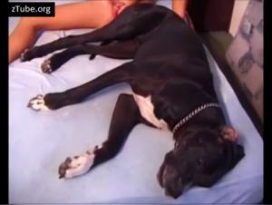 Baise Chien Salope Fille