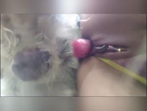 petite salope baise son chien en levrette