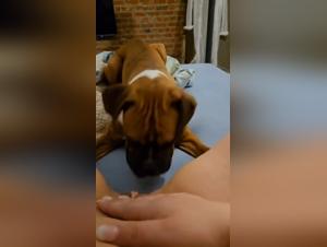 Hund Sex Gave hjemme