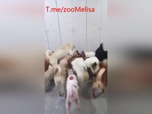 chienne baise son maître partie 1