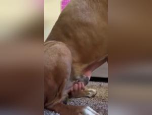 Dog fucks girl, Extreme Masturbation