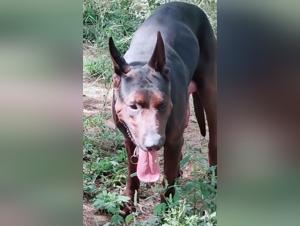 le gros coq humain et son chien