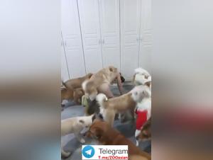 Asian Wife Dogged - Extreme Porn