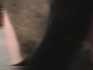 naughty play with dog