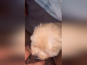 Dog fucks Woman Part 1
