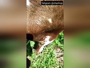 Fille taillée baise chien fougueusement