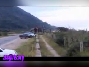 Elephant fucks whore