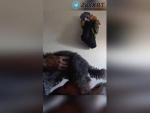 Kvinne og Hund, Ekstrem XXX Videoer