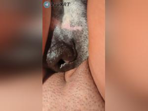 hund befleckt  hure