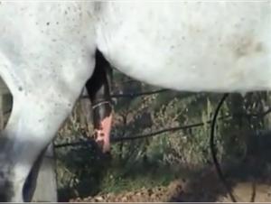 Mujer dominade por Caballo Salvaje, Video XXX Parte 1