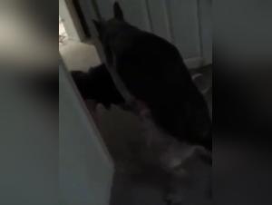 Dog Fuck Hardcore - Bitch and Her Dog