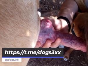 Girl Dog Sex Extreme