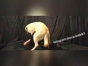 zoo sex hund intensiv