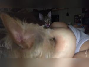 katzenliebe hund befriedigung
