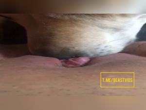 Salope se fait lécher par chien