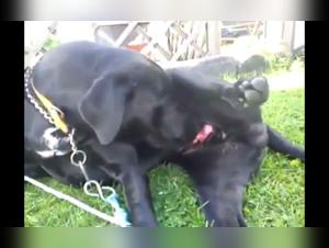 Fille baise chien Hardcore