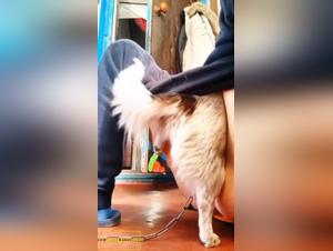 hundekrampf: wilder sex und ihre tierische lust