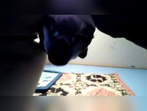 Brasilianerin Dog Sex - Hardcore Video