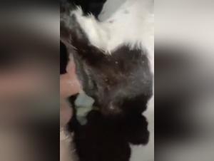 Chèvre fougueuse, chien ardent Partie 1