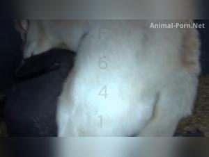  Chien fougueuse baise salope sauvage