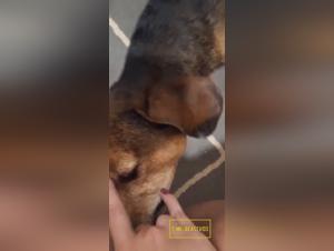 hund och hora, våldtäktens extrema, galen njutning