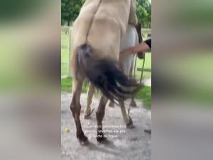 Veterinaria Studia Cane