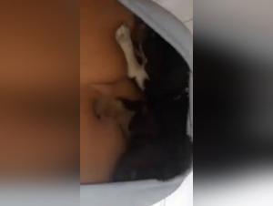 Hardcore Pet Sex: Woman Gets Fucked by Dog - Video 20