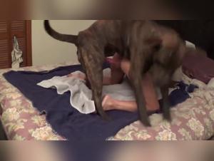Scoppio Animale: Sposa e Cane