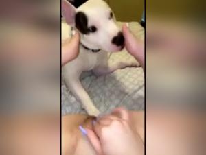 Dirty Pussy Dog Tickles XXX