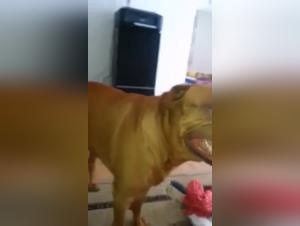 Bordelais Mastiff fucks Woman Part 1