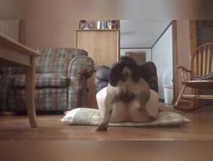 Sveglia Asiatica Sfrozzata da Cane Cucina