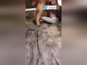 Salope Asie Chien Ecole Partie 1