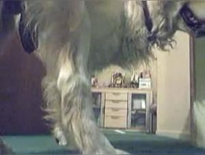 Shylark Chien Fille XXX