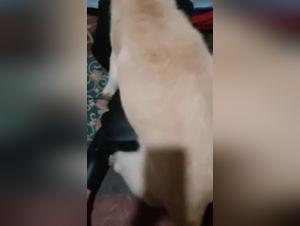 Chica Folld por Perro, Videos XXX Hardcore